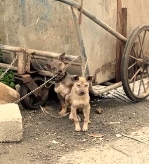 Part2 Animals Rescue #dogrescue #rescuedog #dogsofttiktok #foryoupage #foryou #dogs