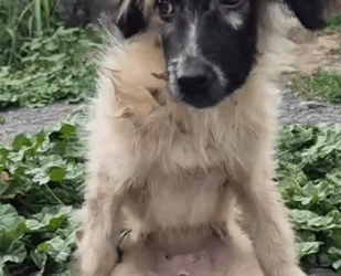 Part2 Animals Rescue #dogrescue #rescuedog #dogsofttiktok #foryoupage #foryou #dogs