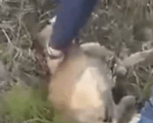 Part2 Animals Rescue #dogrescue #rescuedog #dogsofttiktok #foryoupage #foryou #dogs