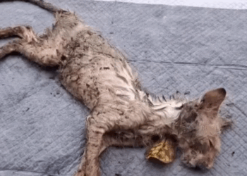 Part2 Animals Rescue #dogrescue #rescuedog #dogsofttiktok #foryoupage #foryou #dogs