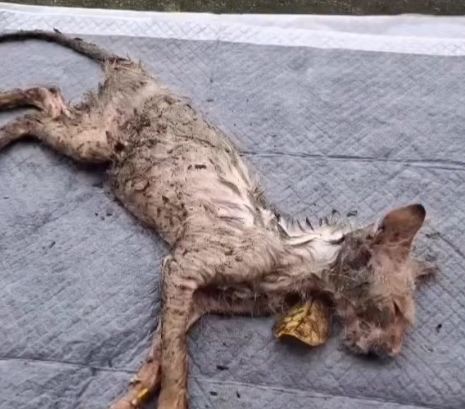 Part2 Animals Rescue #dogrescue #rescuedog #dogsofttiktok #foryoupage #foryou #dogs