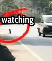 Part2 Animals Rescue #dogrescue #rescuedog #dogsofttiktok #foryoupage #foryou #dogs