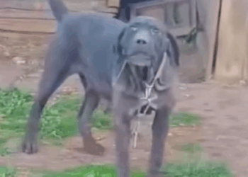 Part2 Animals Rescue #dogrescue #rescuedog #dogsofttiktok #foryoupage #foryou #dogs