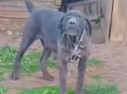 Part2 Animals Rescue #dogrescue #rescuedog #dogsofttiktok #foryoupage #foryou #dogs