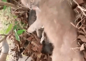 Part2 Animals Rescue #dogrescue #rescuedog #dogsofttiktok #foryoupage #foryou #dogs