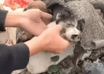 Part2 Animals Rescue #dogrescue #rescuedog #dogsofttiktok #foryoupage #foryou #dogs