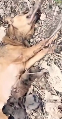 Part2 Animals Rescue #dogrescue #rescuedog #dogsofttiktok #foryoupage #foryou #dogs