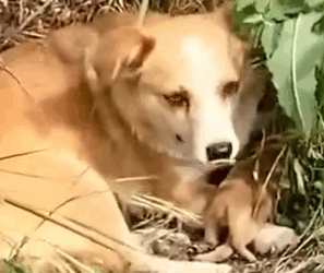 Part2 Animals Rescue #dogrescue #rescuedog #dogsofttiktok #foryoupage #foryou #dogs