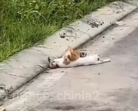 Part2 Animals Rescue #dogrescue #rescuedog #dogsofttiktok #foryoupage #foryou #dogs