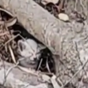 Part2 Animals Rescue #dogrescue #rescuedog #dogsofttiktok #foryoupage #foryou #dogs