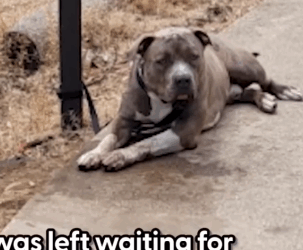 The note said, Nice dog, please help Erica told us how she made it her_part2