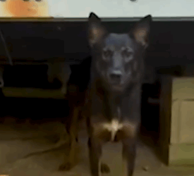 They couldn’t believe where they finally found the babies_part2