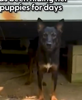 They couldn’t believe where they finally found the babies_part2