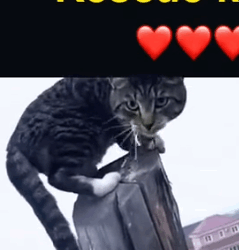 Part2 Animals Rescue #dogrescue #rescuedog #dogsofttiktok #foryoupage #foryou #dogs