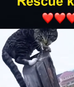 Part2 Animals Rescue #dogrescue #rescuedog #dogsofttiktok #foryoupage #foryou #dogs