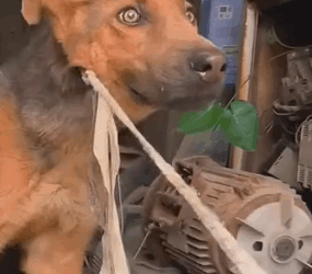 Part2 Animals Rescue #dogrescue #rescuedog #dogsofttiktok #foryoupage #foryou #dogs