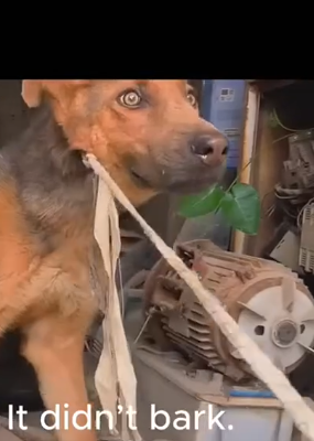 Part2 Animals Rescue #dogrescue #rescuedog #dogsofttiktok #foryoupage #foryou #dogs