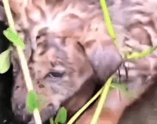 Part2 Animals Rescue #dogrescue #rescuedog #dogsofttiktok #foryoupage #foryou #dogs