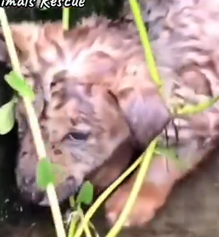 Part2 Animals Rescue #dogrescue #rescuedog #dogsofttiktok #foryoupage #foryou #dogs