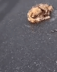 Part2 Animals Rescue #dogrescue #rescuedog #dogsofttiktok #foryoupage #foryou #dogs