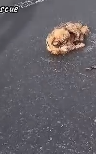 Part2 Animals Rescue #dogrescue #rescuedog #dogsofttiktok #foryoupage #foryou #dogs