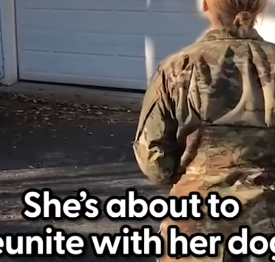 Part2 Animals Rescue #dogrescue #rescuedog #dogsofttiktok #foryoupage #foryou #dogs