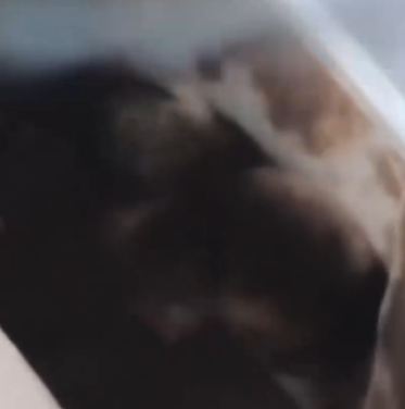 Part2 Animals Rescue #dogrescue #rescuedog #dogsofttiktok #foryoupage #foryou #dogs