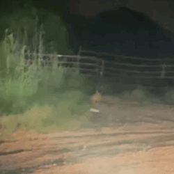 Part2 Animals Rescue #dogrescue #rescuedog #dogsofttiktok #foryoupage #foryou #dogs