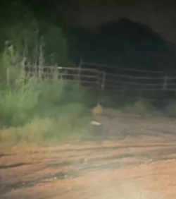 Part2 Animals Rescue #dogrescue #rescuedog #dogsofttiktok #foryoupage #foryou #dogs