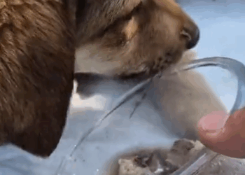 Part2 Animals Rescue #dogrescue #rescuedog #dogsofttiktok #foryoupage #foryou #dogs