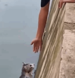 Part2 Animals Rescue #dogrescue #rescuedog #dogsofttiktok #foryoupage #foryou #dogs