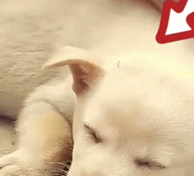 Part2 Animals Rescue #dogrescue #rescuedog #dogsofttiktok #foryoupage #foryou #dogs