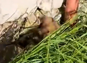 Part2 Animals Rescue #dogrescue #rescuedog #dogsofttiktok #foryoupage #foryou #dogs