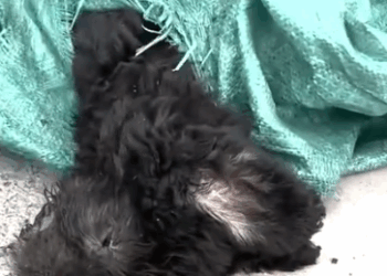 Part2 Animals Rescue #dogrescue #rescuedog #dogsofttiktok #foryoupage #foryou #dogs