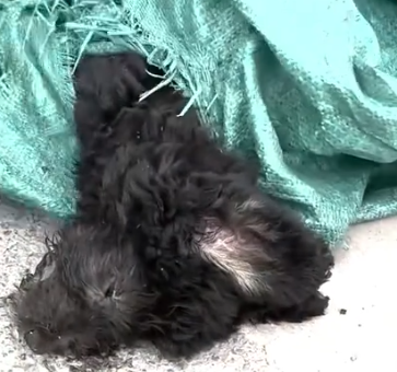 Part2 Animals Rescue #dogrescue #rescuedog #dogsofttiktok #foryoupage #foryou #dogs