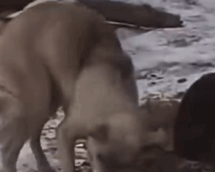 Part2 Animals Rescue #dogrescue #rescuedog #dogsofttiktok #foryoupage #foryou #dogs