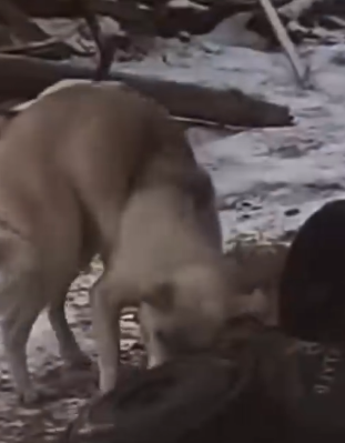 Part2 Animals Rescue #dogrescue #rescuedog #dogsofttiktok #foryoupage #foryou #dogs