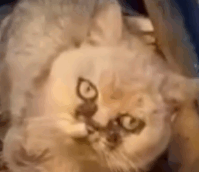 Part2 Animals Rescue #dogrescue #rescuedog #dogsofttiktok #foryoupage #foryou #dogs