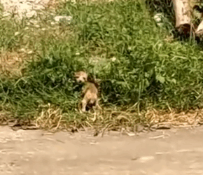 Part2 Animals Rescue #dogrescue #rescuedog #dogsofttiktok #foryoupage #foryou #dogs