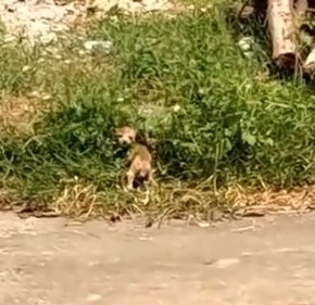 Part2 Animals Rescue #dogrescue #rescuedog #dogsofttiktok #foryoupage #foryou #dogs