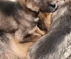 Part2 Animals Rescue #dogrescue #rescuedog #dogsofttiktok #foryoupage #foryou #dogs