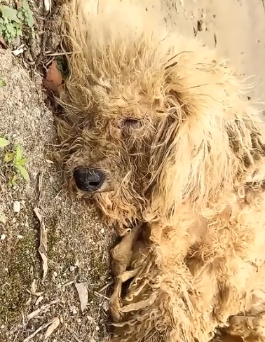 Part2 Animals Rescue #dogrescue #rescuedog #dogsofttiktok #foryoupage #foryou #dogs