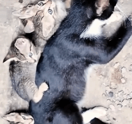 Part2 Animals Rescue #dogrescue #rescuedog #dogsofttiktok #foryoupage #foryou #dogs