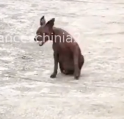 Part2 Animals Rescue #dogrescue #rescuedog #dogsofttiktok #foryoupage #foryou #dogs