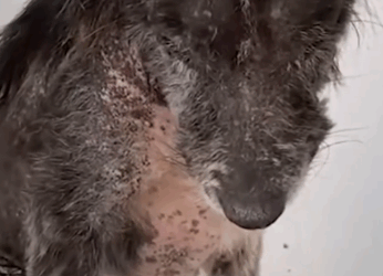 The way he went through SO much — and adopts the bear cubs as his own_part2