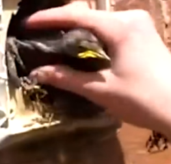 They look like baby dinosaurs 😍 Gates Wildlife showed us firsthand how they_part2