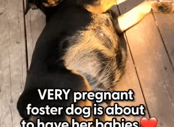 Part2 Animals Rescue #dogrescue #rescuedog #dogsofttiktok #foryoupage #foryou #dogs