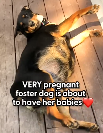 Part2 Animals Rescue #dogrescue #rescuedog #dogsofttiktok #foryoupage #foryou #dogs