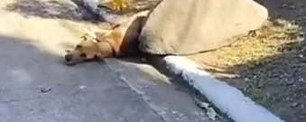 Part2 Animals Rescue #dogrescue #rescuedog #dogsofttiktok #foryoupage #foryou #dogs