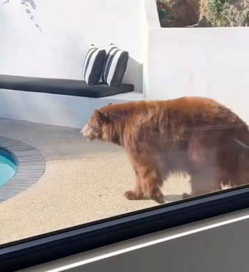 Part2 Animals Rescue #dogrescue #rescuedog #dogsofttiktok #foryoupage #foryou #dogs